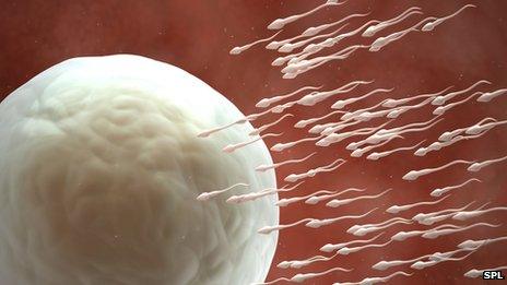 Sperm approaching egg