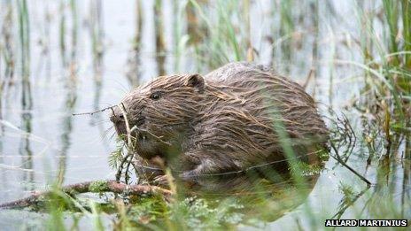 Beaver in water