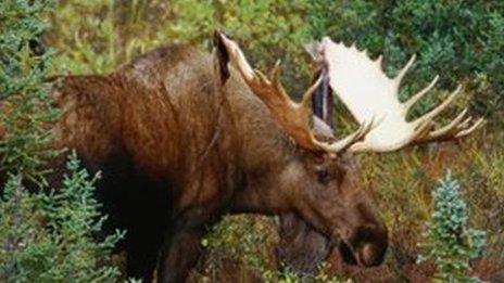 A bull elk