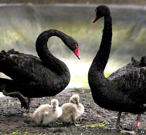 Pair of black swans and two cygnets