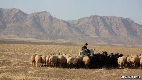 Shepherd boy tending his flock in the Kurdish region of north-east Syria