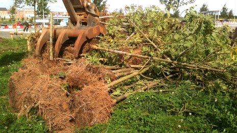 Infected ash trees being destroyed in Leicestershire