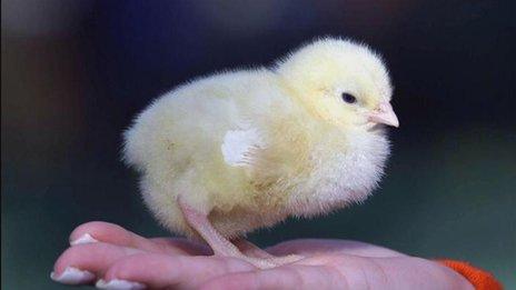 Chick