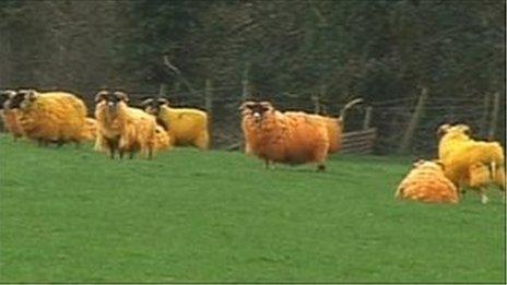 Dyed sheep