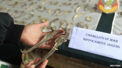 Peruvian police officer displays seized seahorses