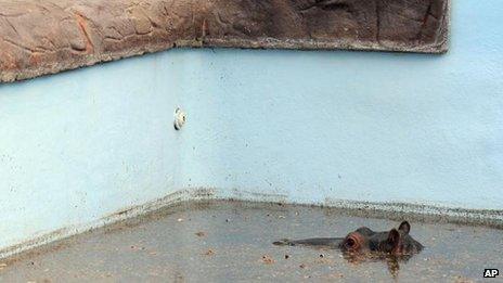 Hippo in the pool at the Monate Conservation Lodge, north of Johannesburg