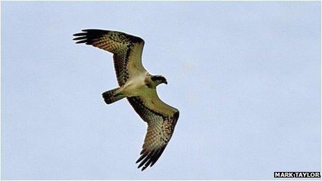 Osprey flying over Woods Mill