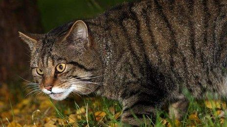 Scottish wildcat