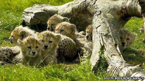 Northern African cheetahs born at Whipsnade Zoo, Bedfordshire