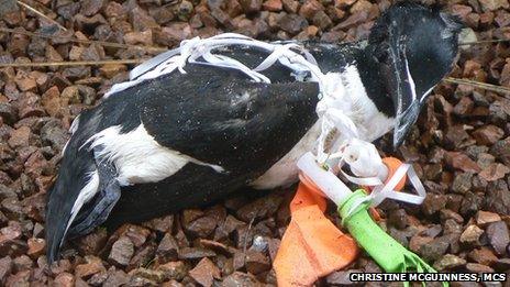 Razorbill caught in balloon cord (pic by Christine McGuinness, MCS)