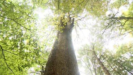 UK's tallest oak