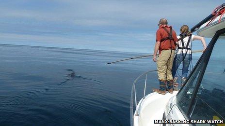 Tagging a basking shark