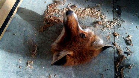 Fox stuck in floorboard