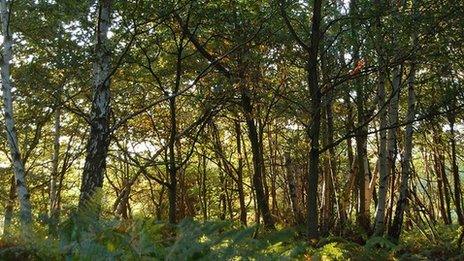 Woodland; Buckinghamshire, UK (Image: BBC)