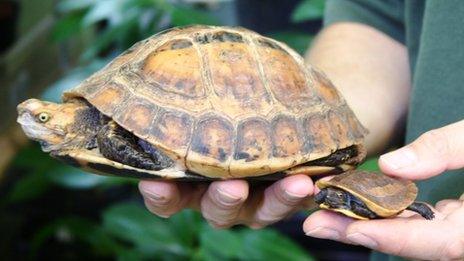 The baby Vietnamese box turtle being held beside its father