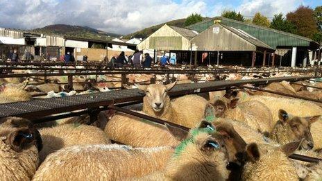 Sheep pens at Abergavenny livestock market