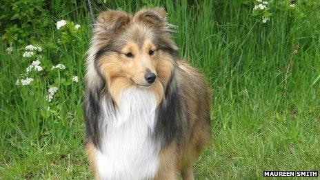 Wensley the Shetland Sheepdog