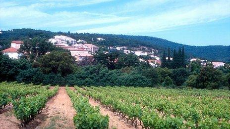 Vineyards near St Tropez