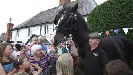 Wadworth Brewery employs three shire horses to deliver beer to Wiltshire pubs