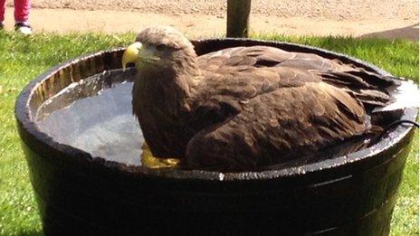 Stan the white-tailed sea eagle