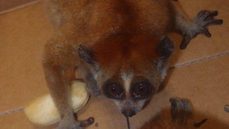 A photo of one of the slender lorises found in the underwear of a man trying to board a flight at Indira Ghandi International Airport in Delhi, 10 September 2012