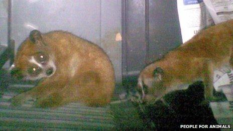 The two slender lorises found concealed in the underwear of two men at Indira Ghandi International Airport, 10 September 2012