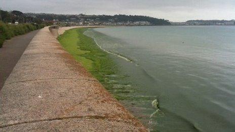 Sea lettuce on the beach