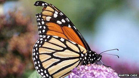 Monarch butterfly spotted in Easton, Portland island