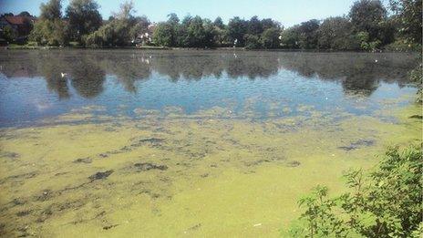 Roath Park