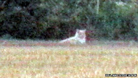 Image of 'lion' in St Osyth