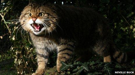 Scottish wildcat