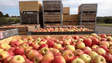 Apples picked in Kent