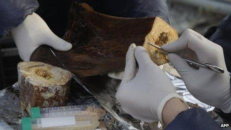 A handout photo taken on 28 August 2012 by Russia's North-Eastern Federal University shows researchers working on mammoth tissue fragments discovered in the far north of the vast Yakutia region of eastern Siberia