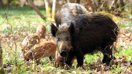 A group of wild boar in the Forest of Dean