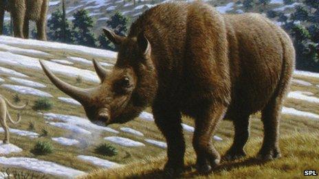 Woolly rhinoceros