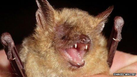 The male Geoffroy's bat was discovered on the South Downs in West Sussex