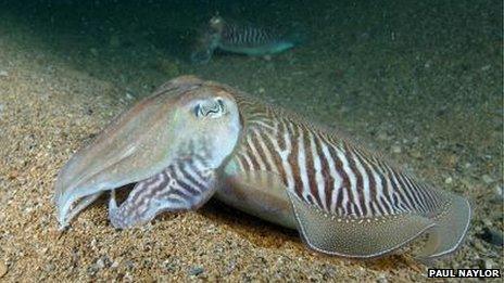 Cuttlefish photographed by Seasearch volunteer Paul Naylor.