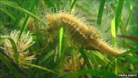 Spiny seahorse photographed by Seasearch volunteer Emma Rance.