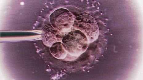 Fertilised egg