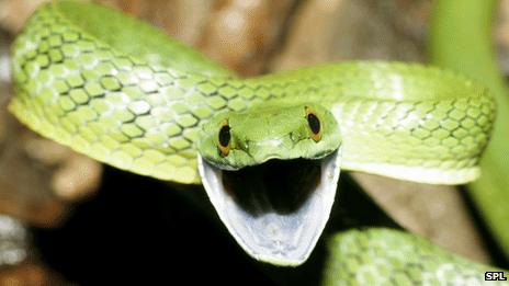 Green racer snake