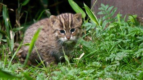 Fishing cat kitten