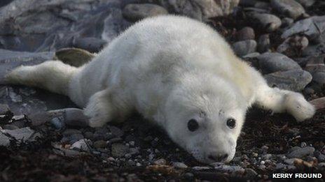 Seals at the Calf of Man