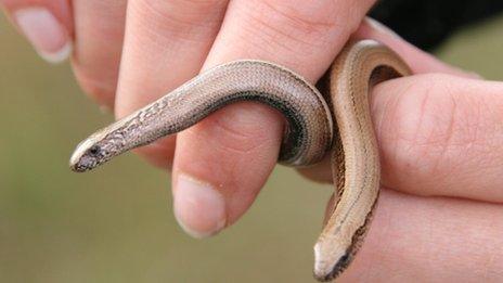 Slow worms