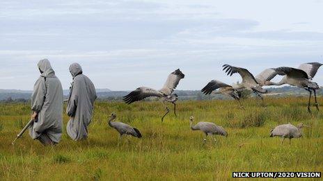 Cranes being released by project staff