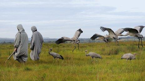 Cranes being released by project staff