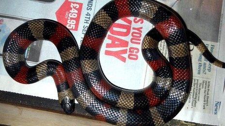 Snake in drawer