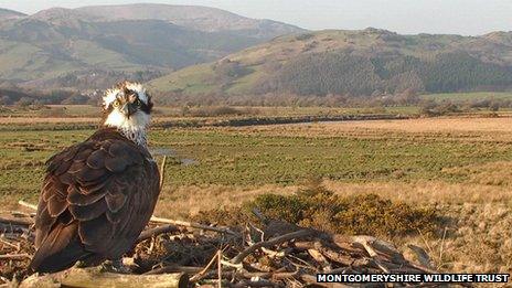 Nora the osprey at Cors Dyfi in 2012