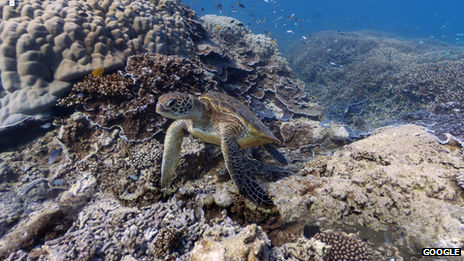 Heron Island, Great Barrier Reef