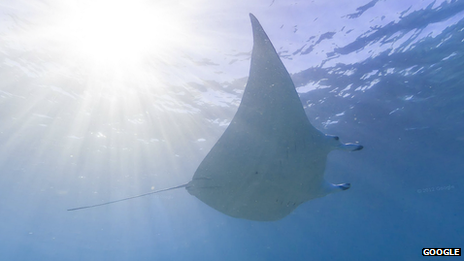 Lady Elliot Island, Great Barrier Reef