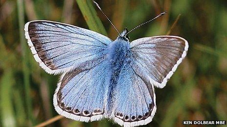 Chalkhill blue butterfly on Portland